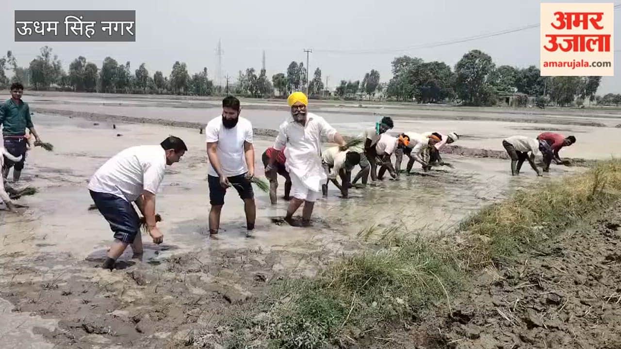 Chief Agriculture Officer planted paddy with the farmers in rudrapur