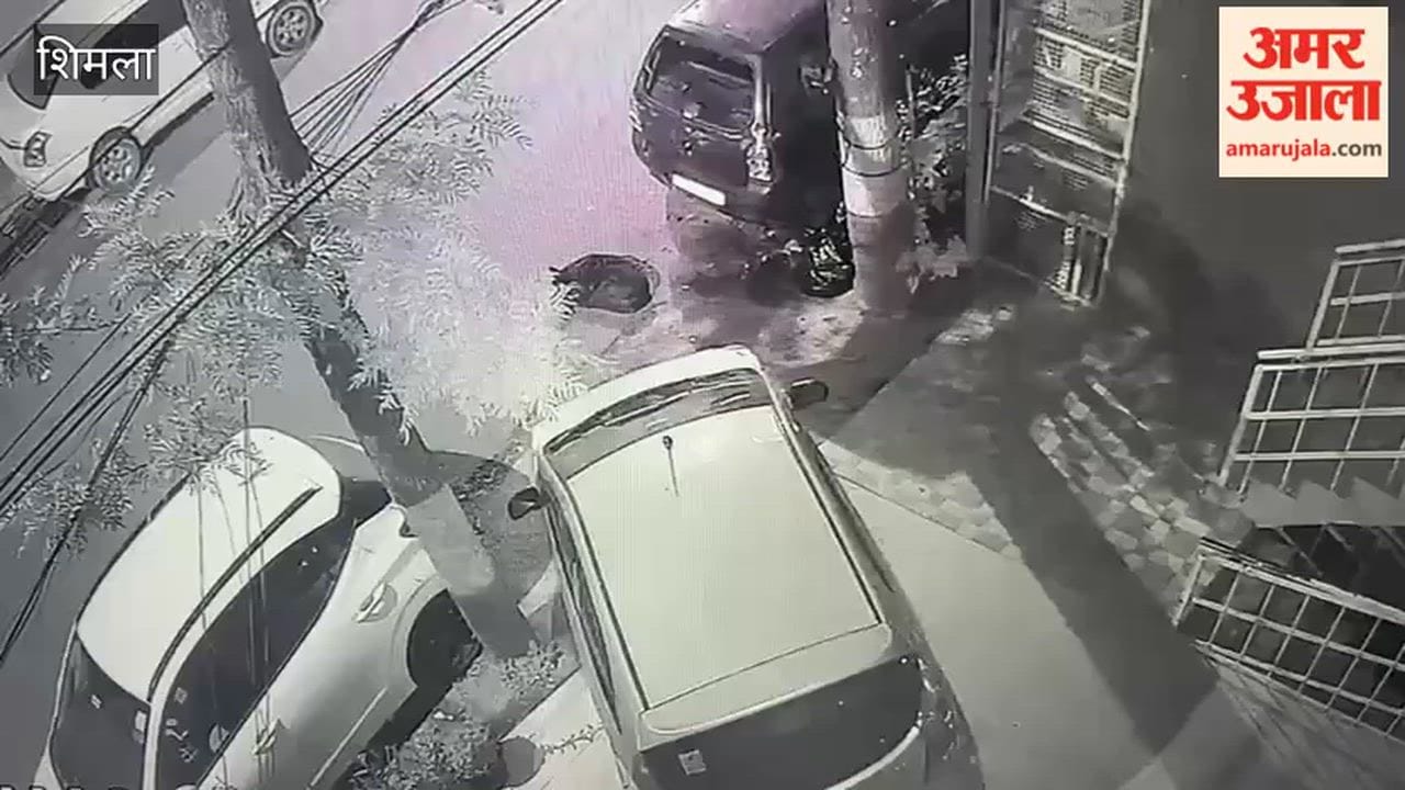Leopard Kills Stray Dog in New Shimla Residents Alarmed