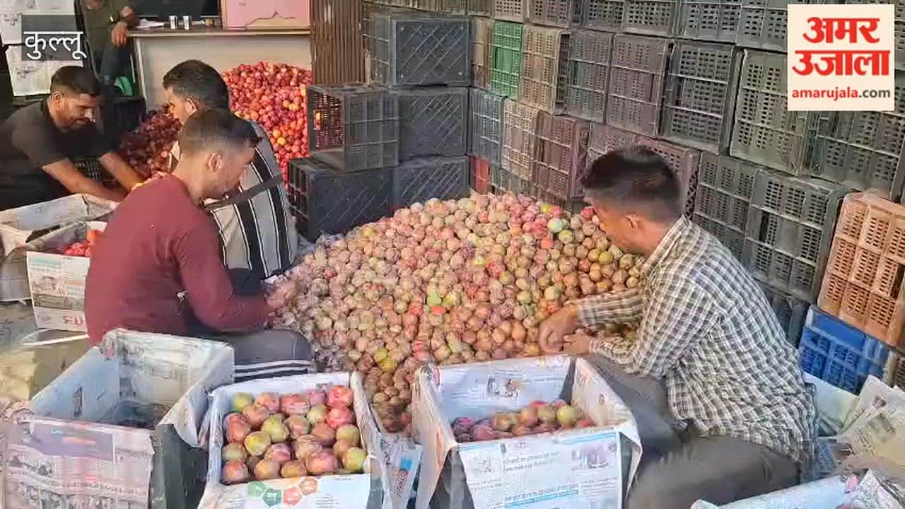 Plum Prices Rise in Bhuntar Market Farmers Get Up to ₹130 Per Kg
