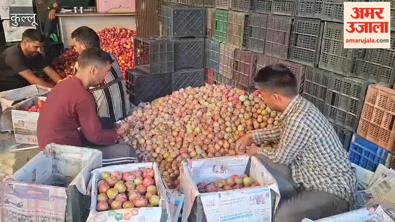 Plum Prices Rise in Bhuntar Market Farmers Get Up to ₹130 Per Kg