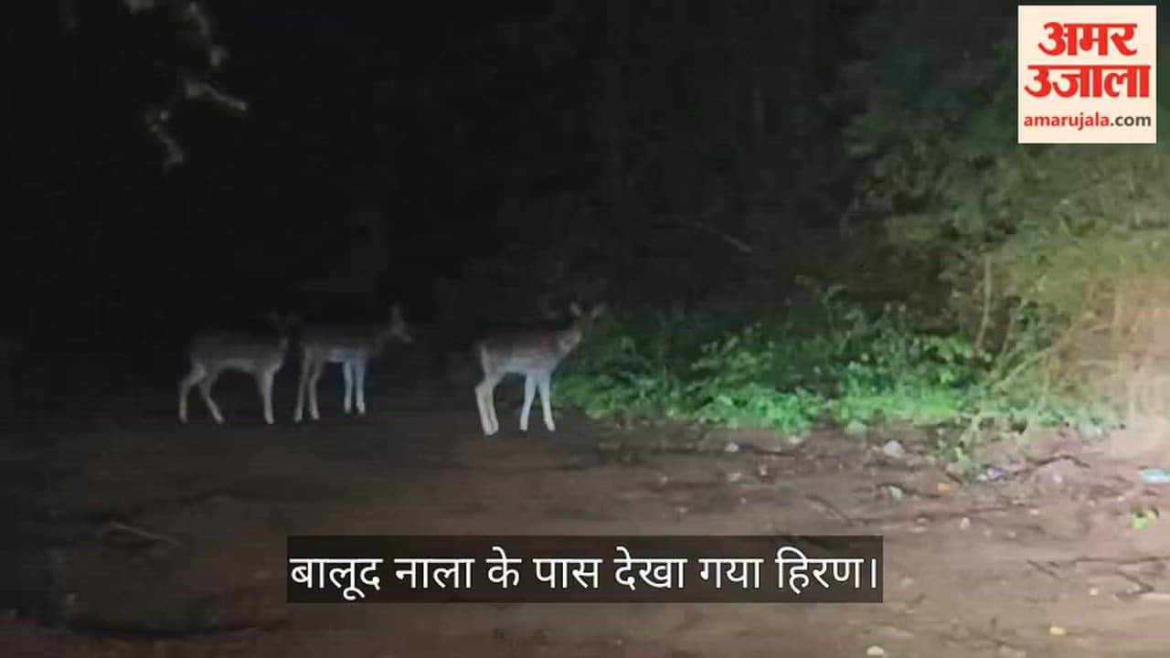 3 deer stray from forest into city Forest Department searching for them