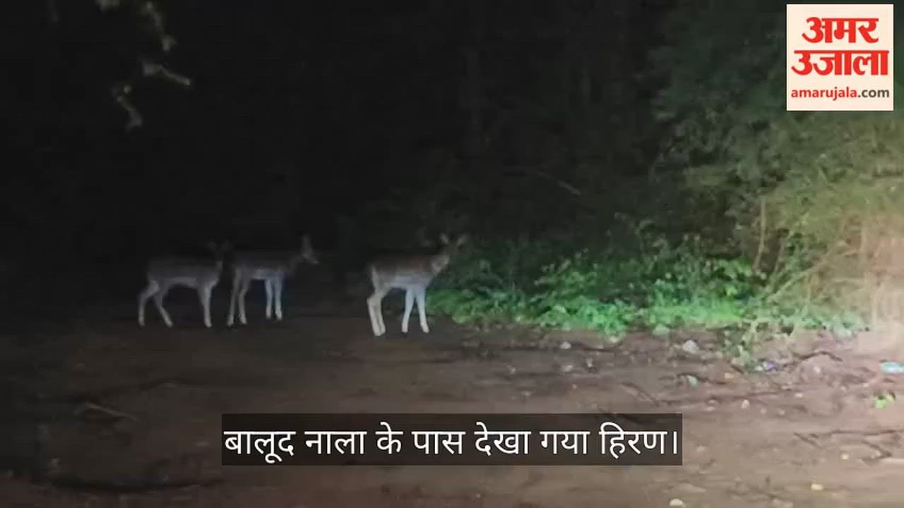 3 deer stray from forest into city Forest Department searching for them