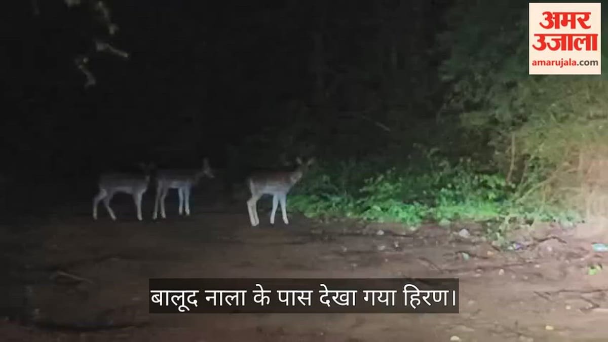 जगदलपुर: जंगल से भटककर शहर पहुंचे 3 हिरण, वन विभाग खोज में जुटा