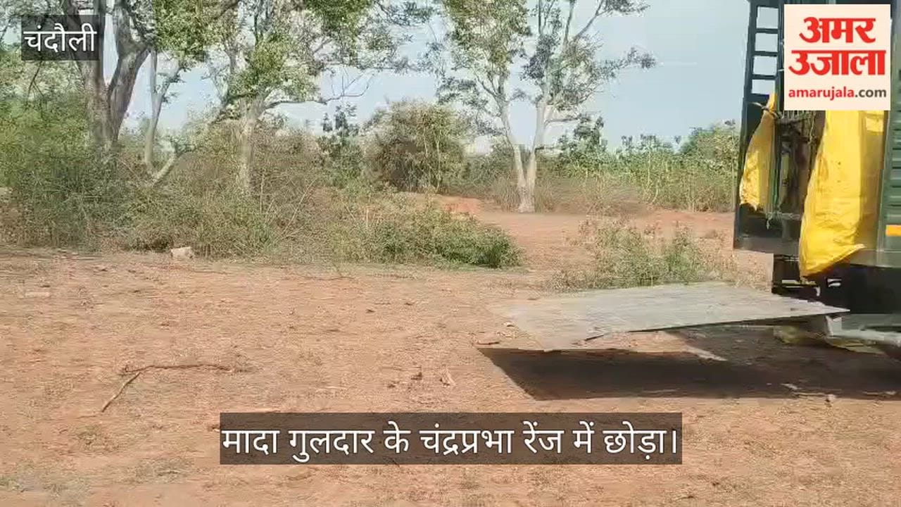 female leopard brought from Dudhwa released in Chandraprabha Range