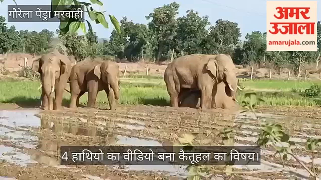 Video of four elephants becomes a subject of curiosity in GPM