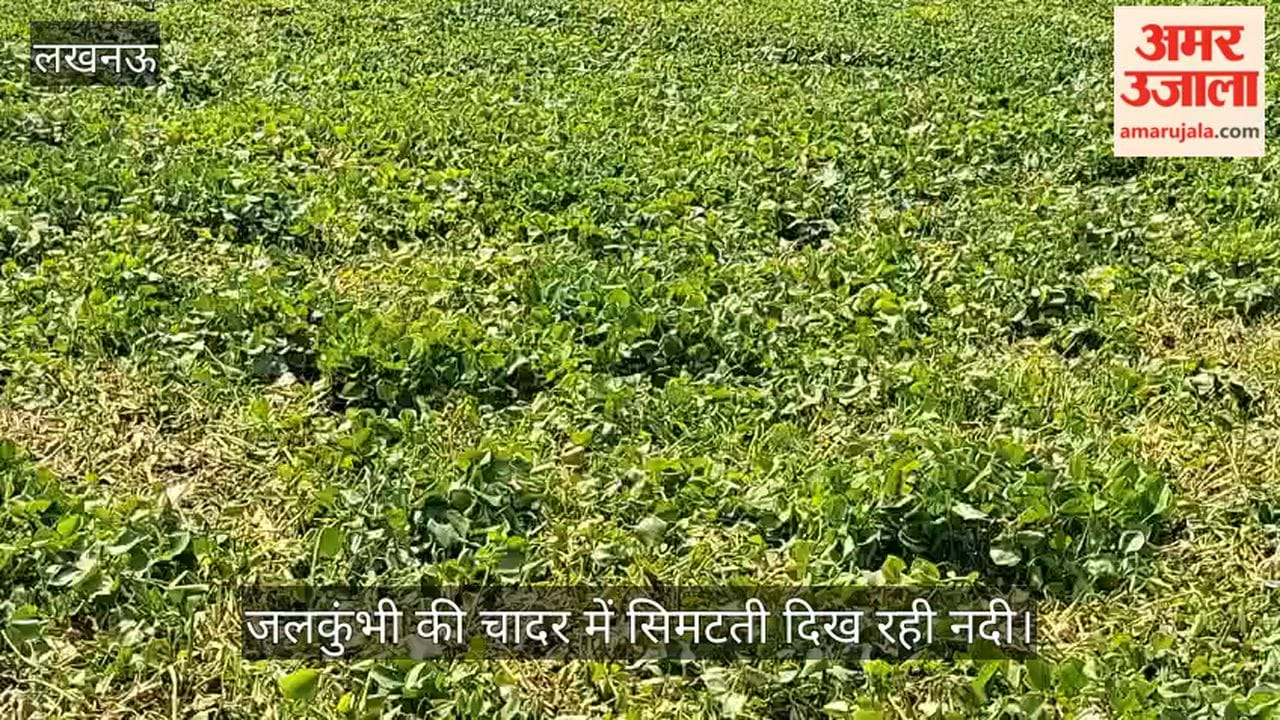 Video: कहां है गोमती? जलकुंभी की चादर में सिमटती दिख रही नदी