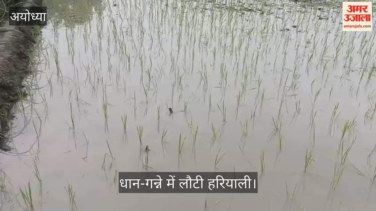 VIDEO: तारुन में राहत की बारिश: मुरझाती फसलों को मिली जिंदगी, धान-गन्ने में लौटी हरियाली