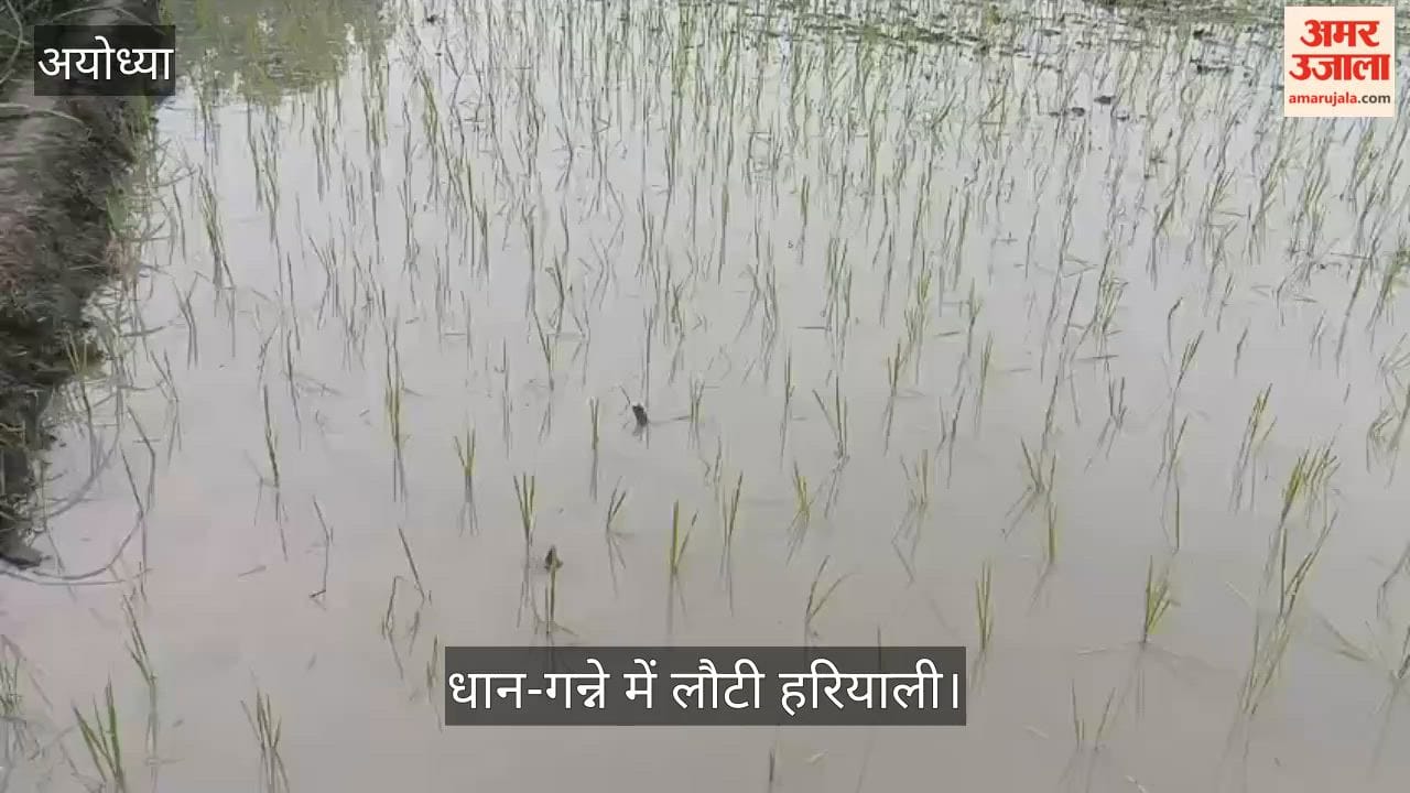 VIDEO: तारुन में राहत की बारिश: मुरझाती फसलों को मिली जिंदगी, धान-गन्ने में लौटी हरियाली