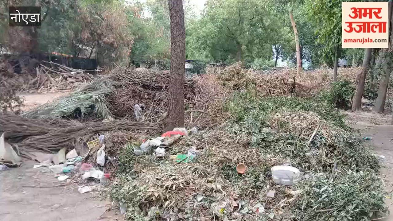 Tree debris lying in the park for two months