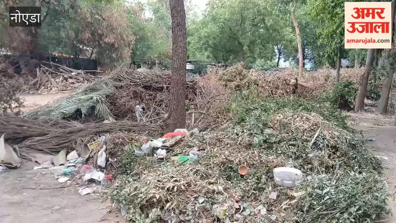 Tree debris lying in the park for two months