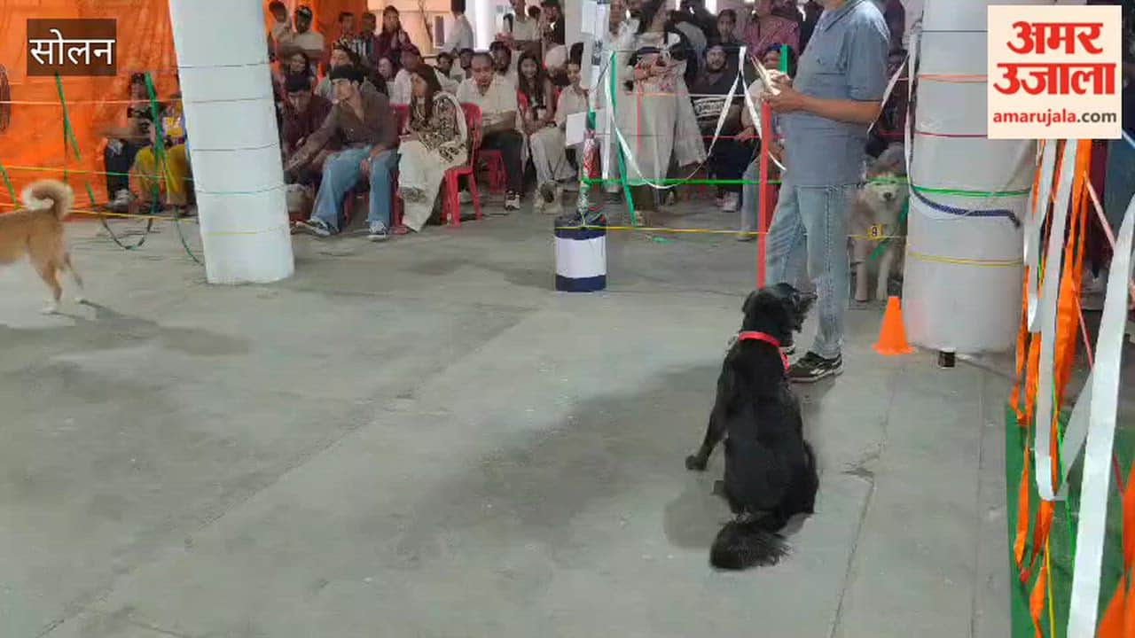 dog show shoolini mela solan 2026
