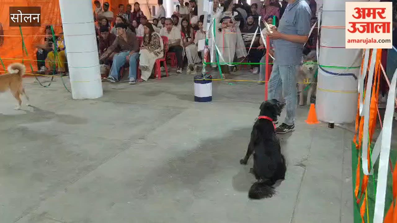 dog show shoolini mela solan 2026
