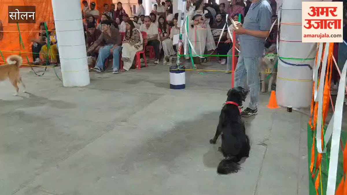 Solan: शूलिनी मेले में डॉग शो का आकर्षण, विभिन्न नस्लों के कुत्तों ने जीता दर्शकों का दिल