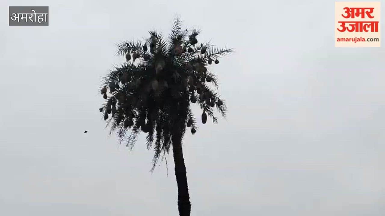 Baya birds busy building nests before the rainy season begins