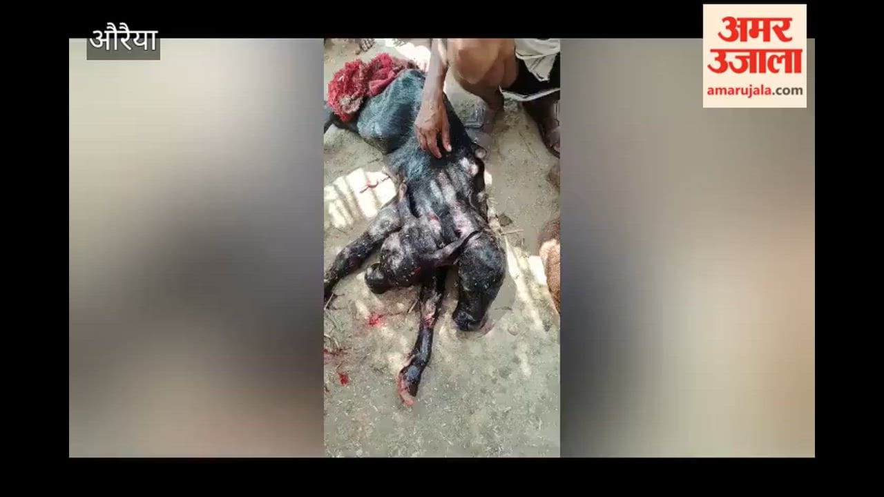 Auraiya: Buffalo gives birth to unique two-headed calf