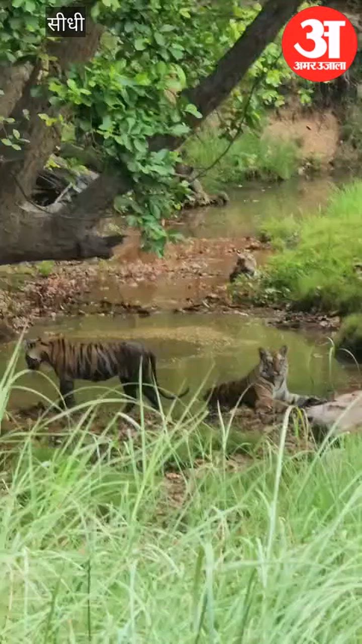 Thrilling sight at Sanjay Tiger Reserve: three tigers spotted together.