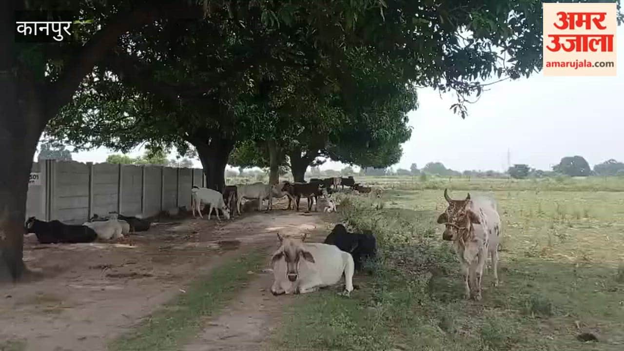 Kanpur: Dozens of cattle wandering in distress amidst scorching heat