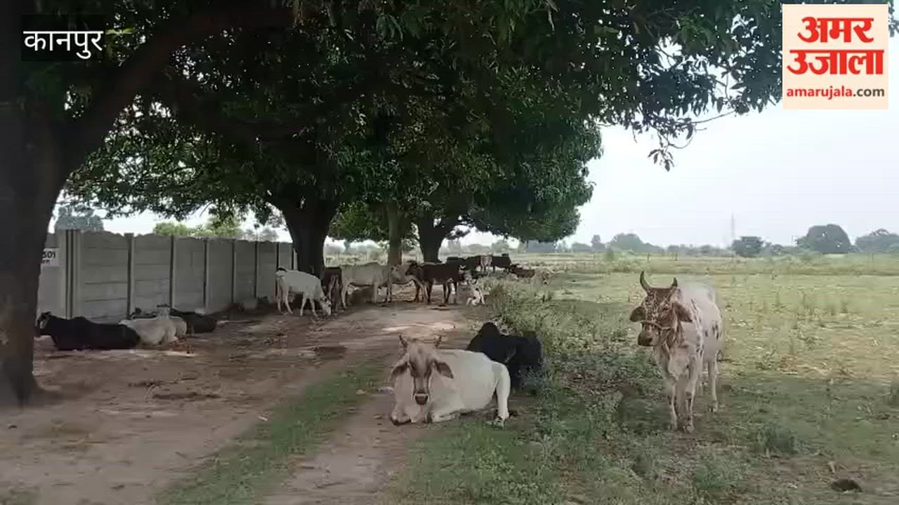 Kanpur: Dozens of cattle wandering in distress amidst scorching heat