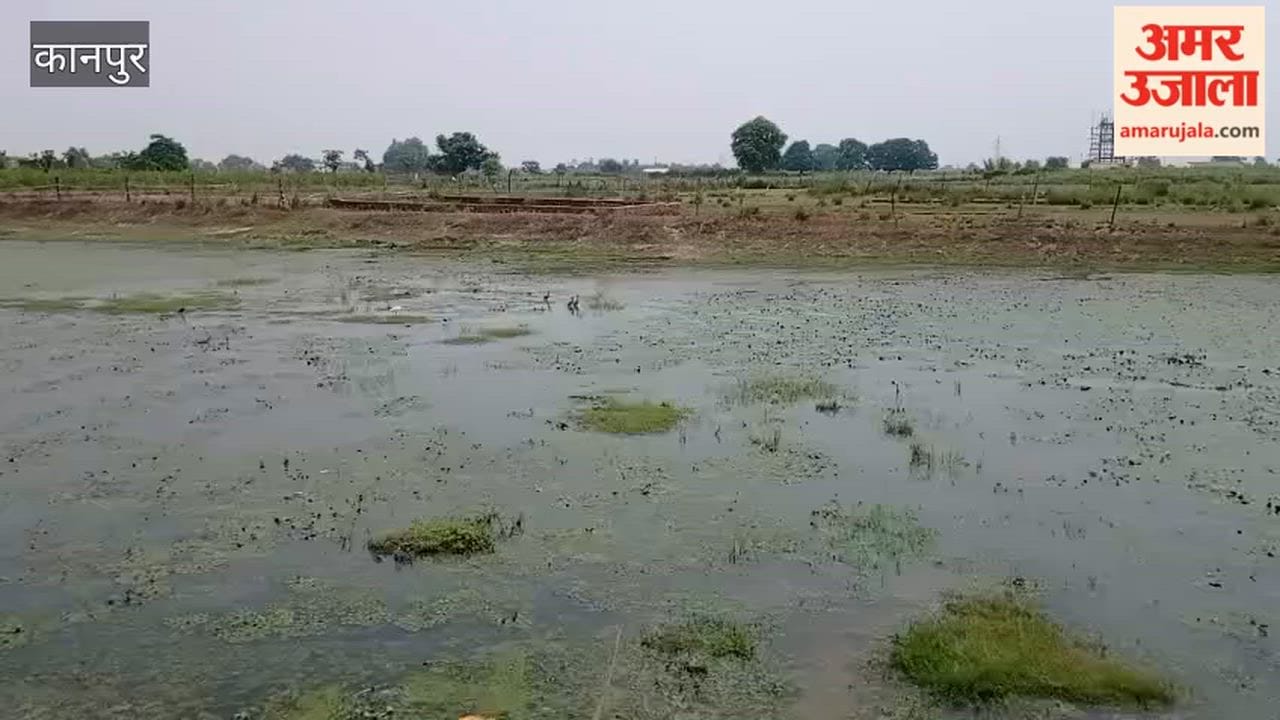 Impact of the Report: Pond Filled with Water, Bringing Relief to Animals and Birds
