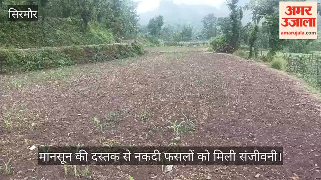 Sirmaur: Arrival of monsoon breathes new life into cash crops.