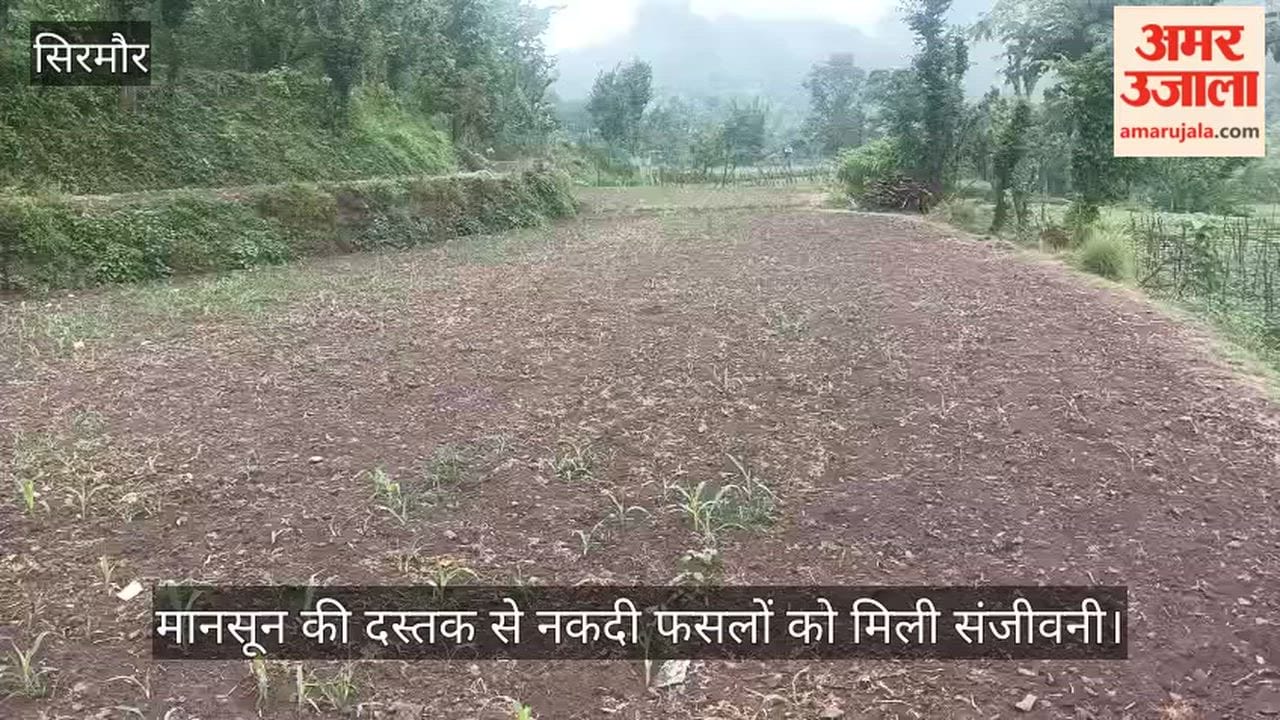Sirmaur: Arrival of monsoon breathes new life into cash crops.