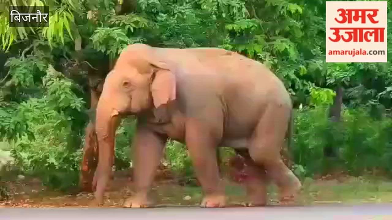 Bijnor: Tiger and Elephants Enter Residential Areas in Kalagarh, Forest Teams on Alert