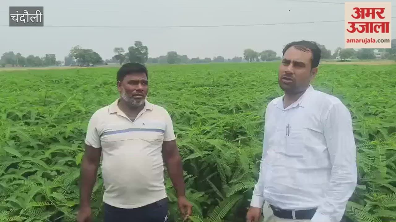 Farmers cultivating Dhaincha continuously for three years in chandauli
