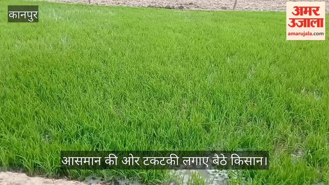 Kanpur Paddy nurseries ready but no water in the fields transplanting stalled due to lack of rain