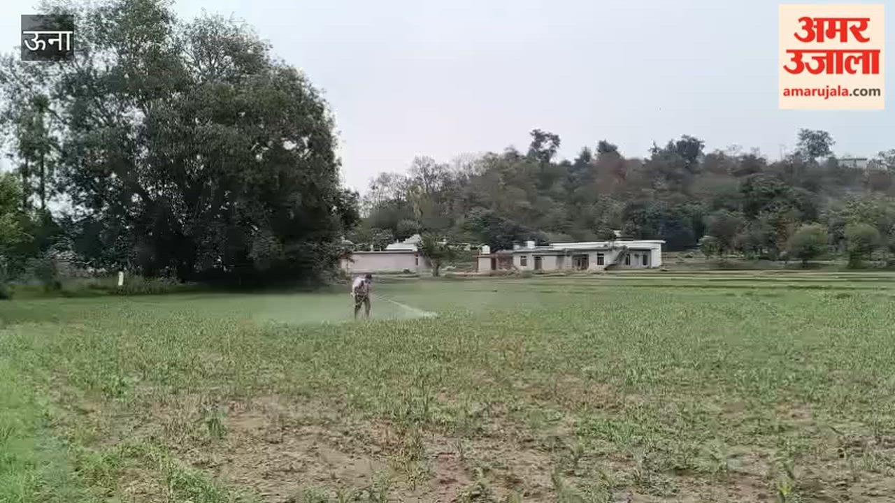 jol farmers start maize sowing after rain weather clears