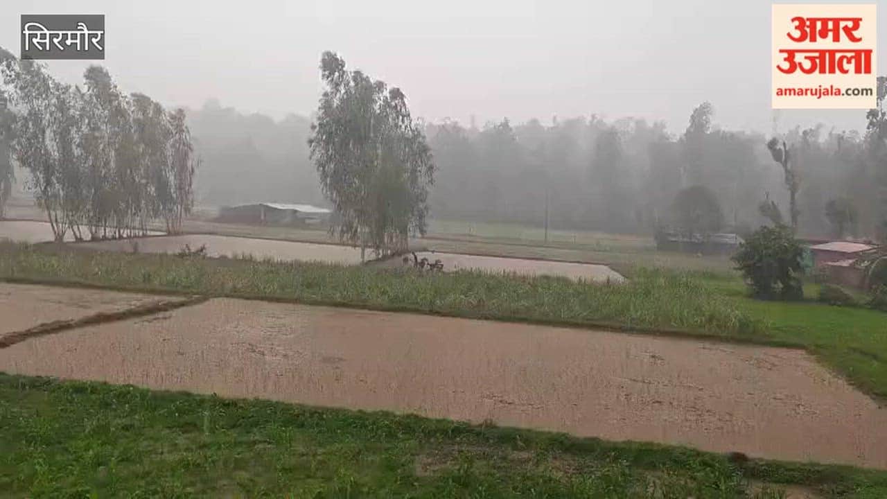 sirmaur doon paonta paddy transplantation after rain
