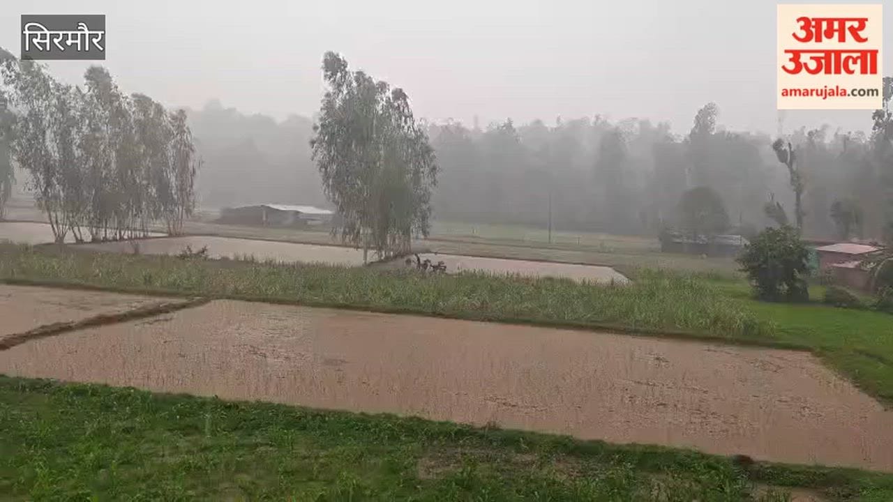 sirmaur doon paonta paddy transplantation after rain