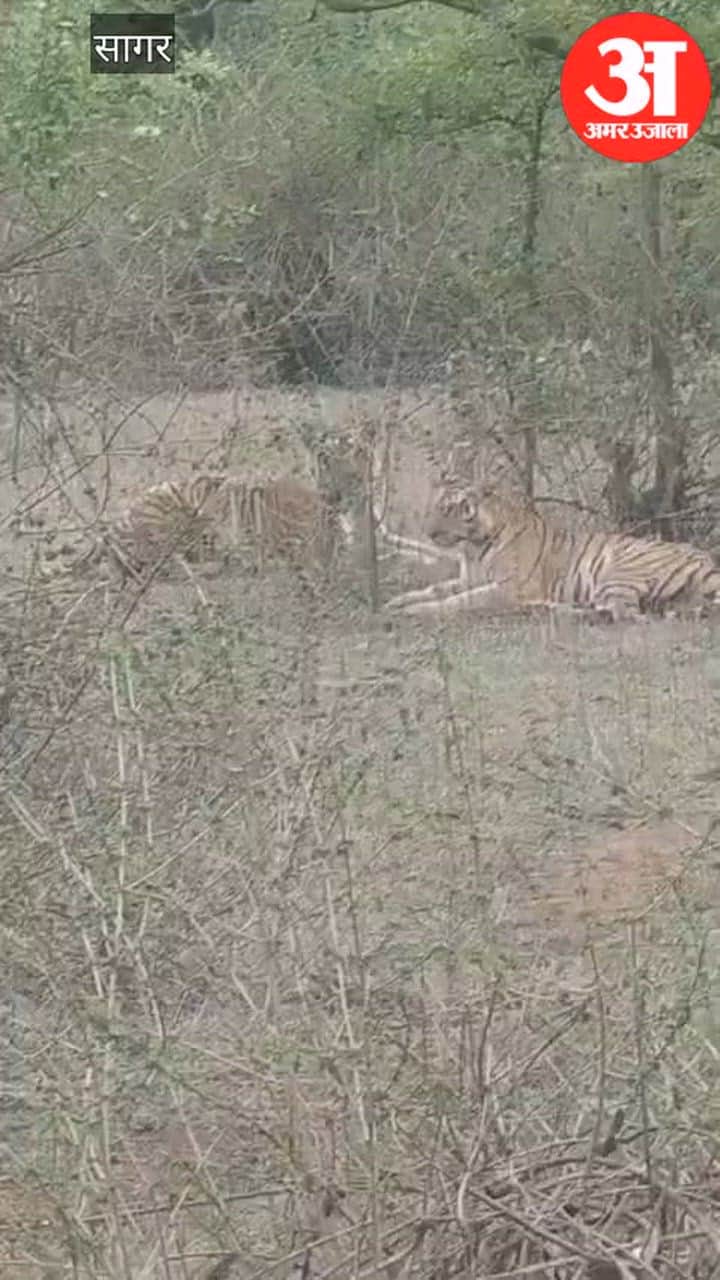 Tiger and tigress spotted in Veerangana Durgavati Tiger Reserve; video captured on camera.