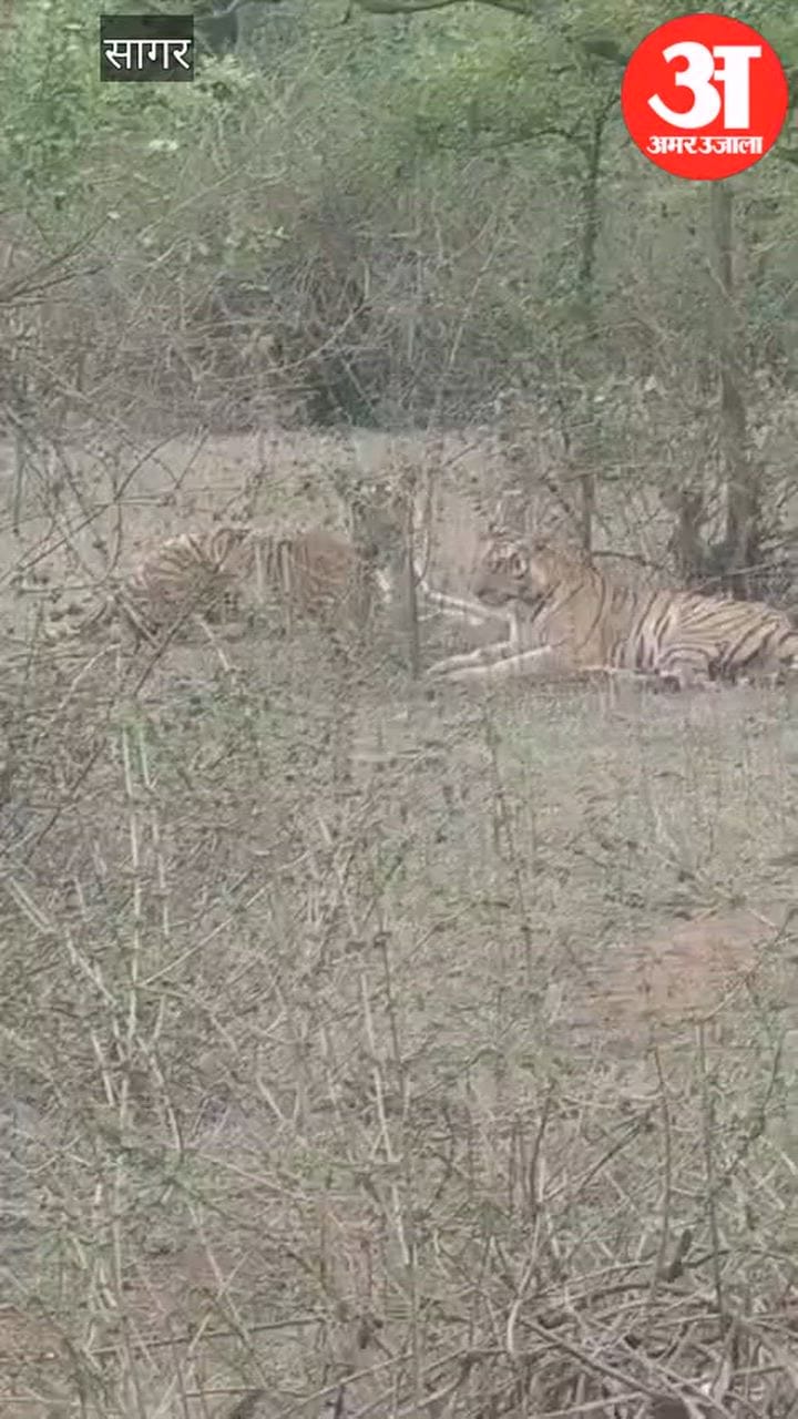 Tiger and tigress spotted in Veerangana Durgavati Tiger Reserve; video captured on camera.
