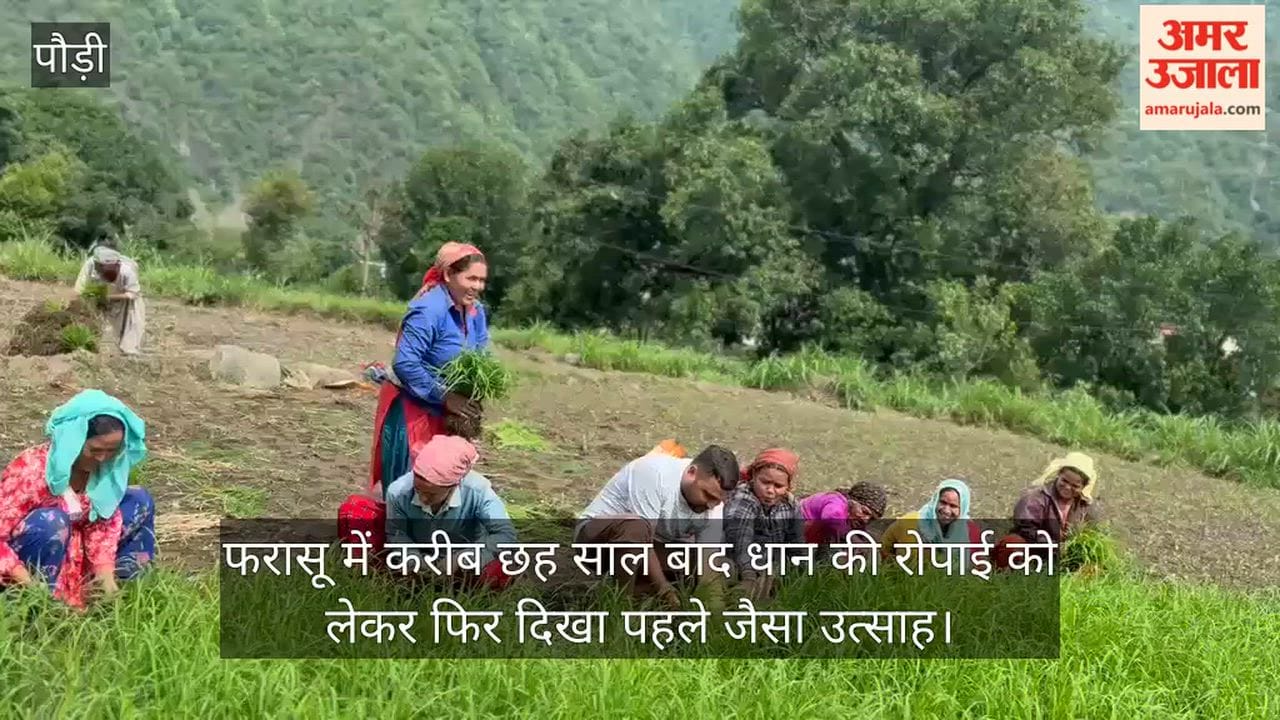 After nearly six years, the same old enthusiasm for paddy transplantation was once again visible in Farasu.