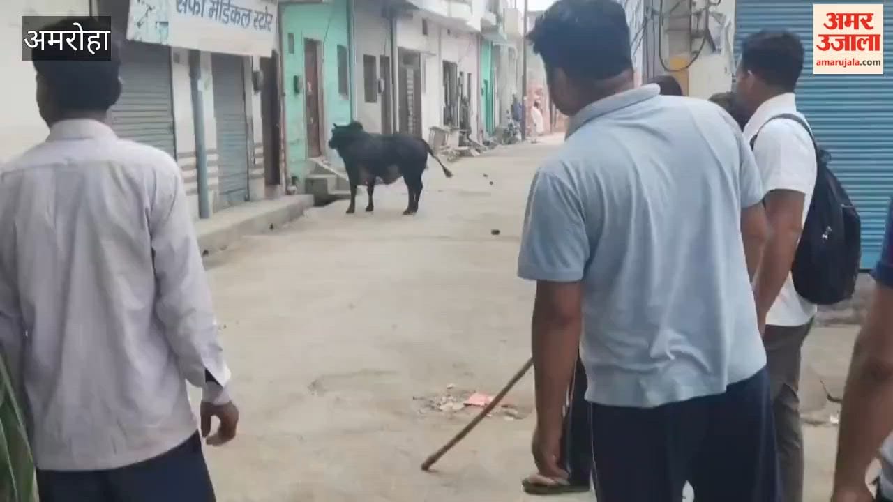 A stray bull wreaked havoc in Fazalpur for an hour.