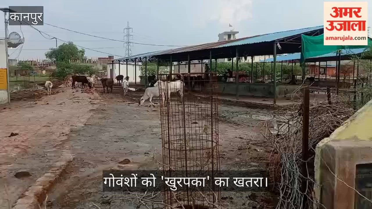Kanpur A quagmire of filth in cow shelters voiceless animals forced to stand in the muck