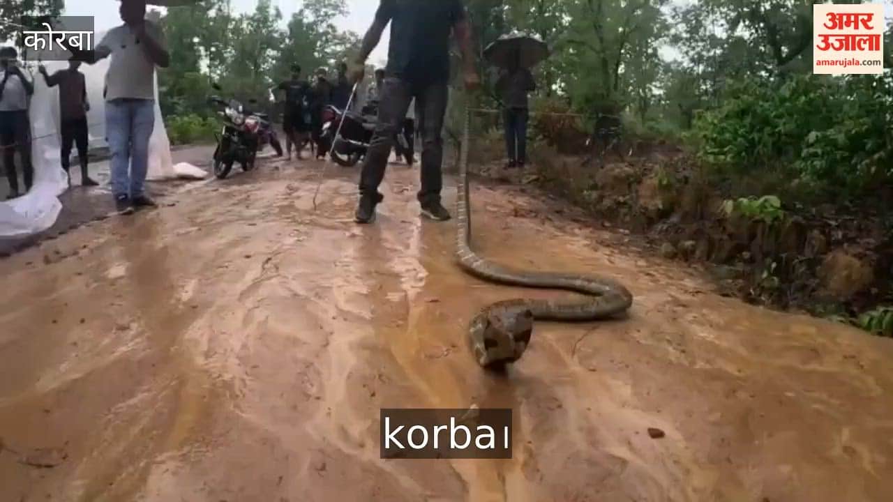 Panic ensues after sighting of massive 14-foot King Cobra RCRS team carries out rescue—watch video in Korba