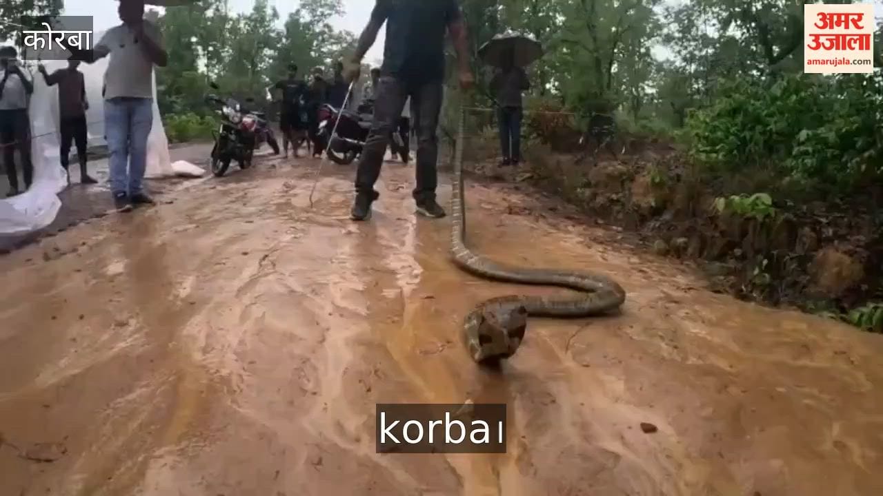 Panic ensues after sighting of massive 14-foot King Cobra RCRS team carries out rescue—watch video in Korba