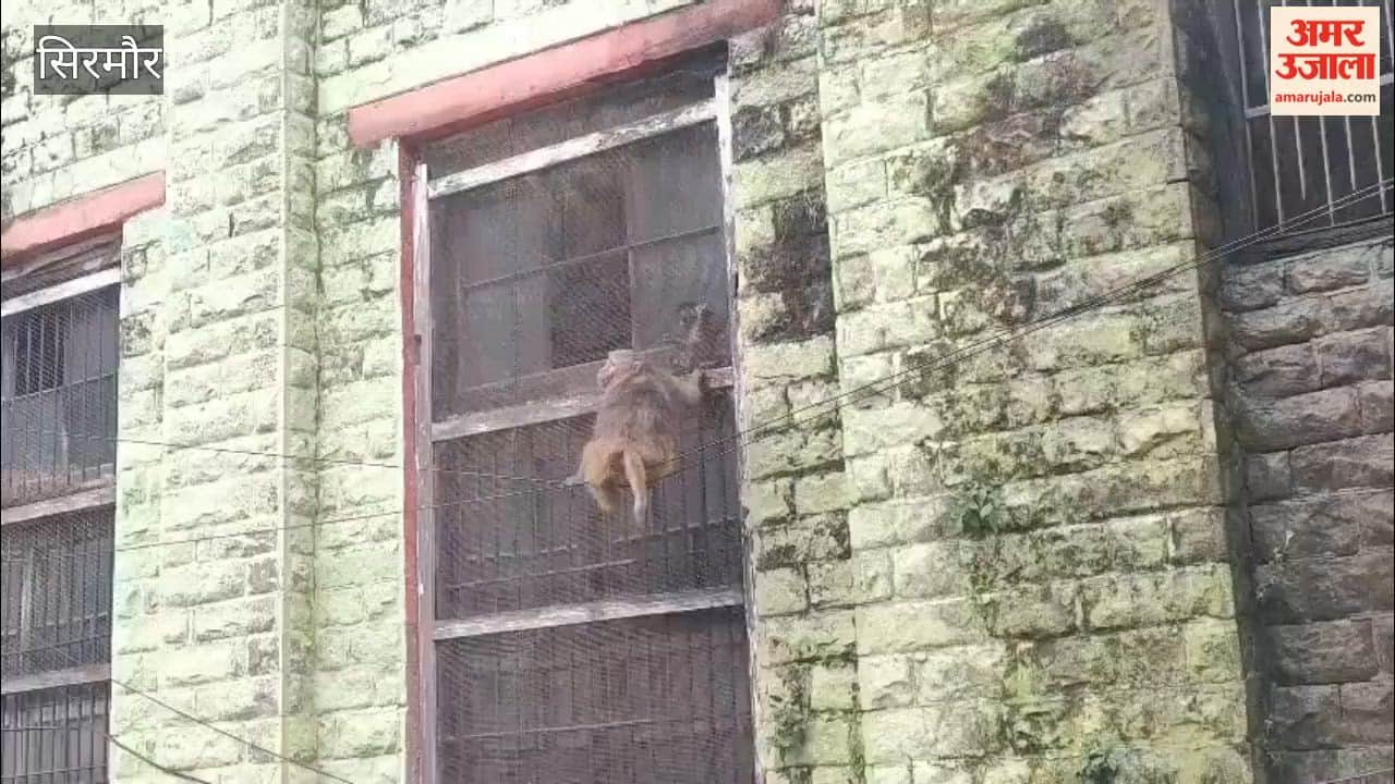 nahan baby monkey rescued from building grill by local youth