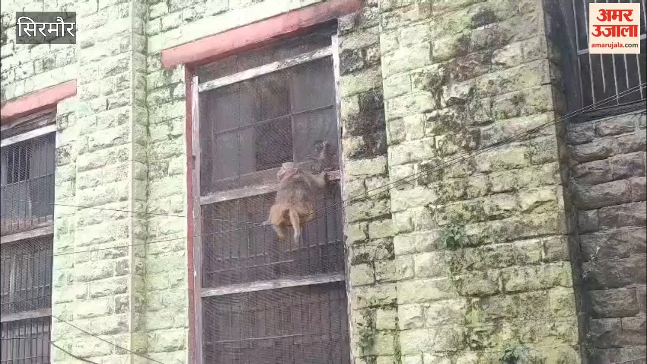 nahan baby monkey rescued from building grill by local youth