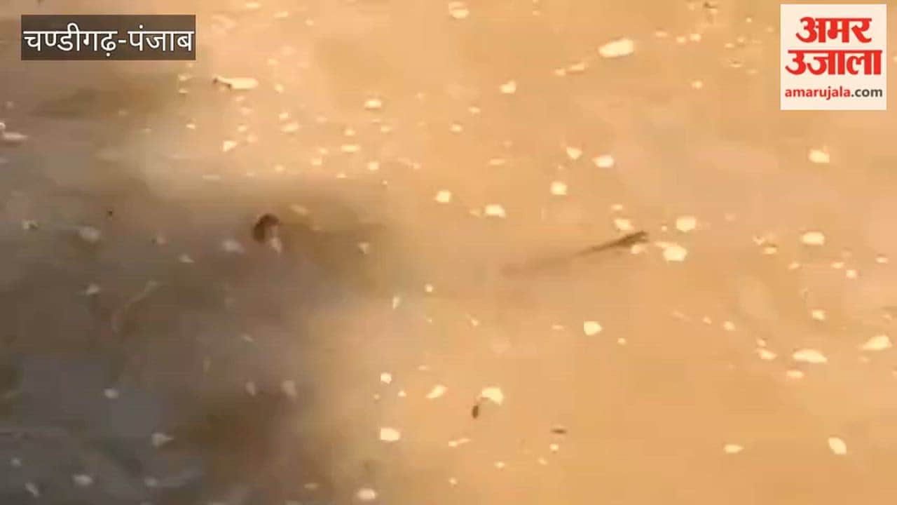 Snakes have become a major problem for farmers in Mamdot during the rainy season.