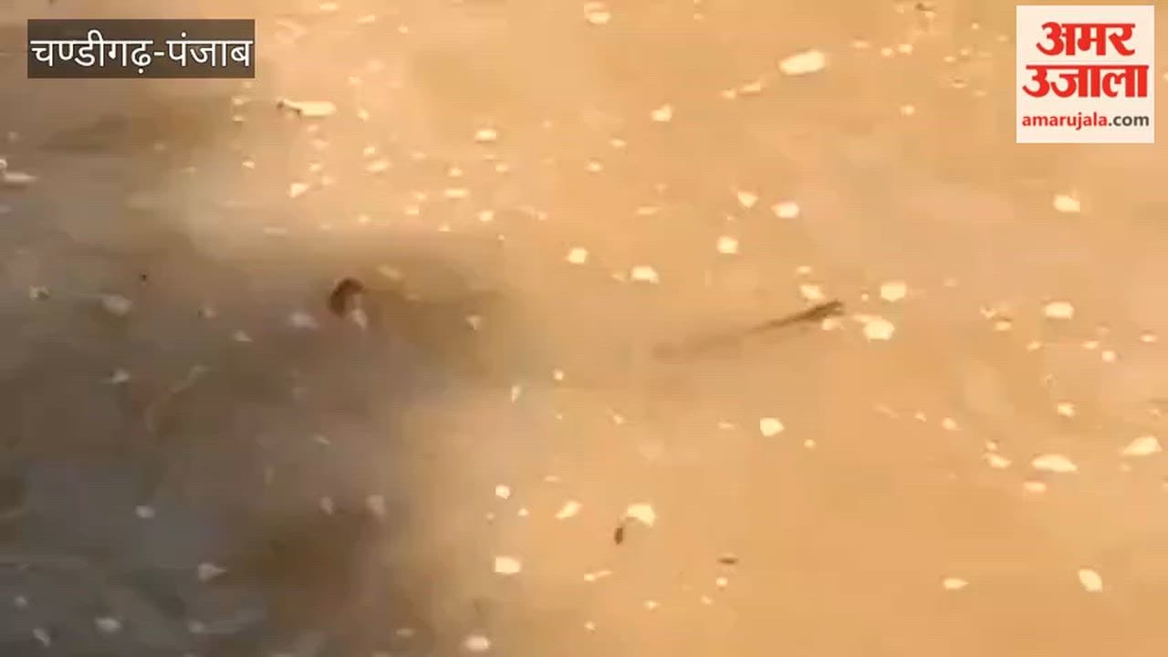 Snakes have become a major problem for farmers in Mamdot during the rainy season.