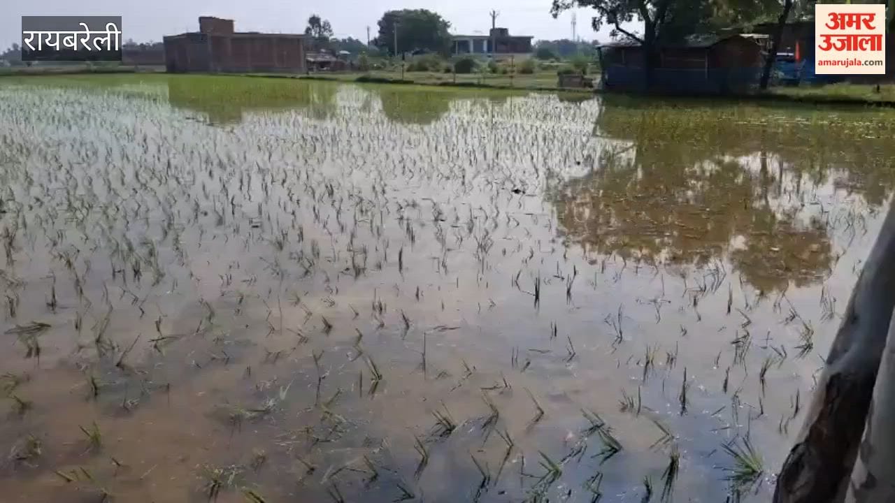 रायबरेली में बारिश से धान की रोपाई तेज