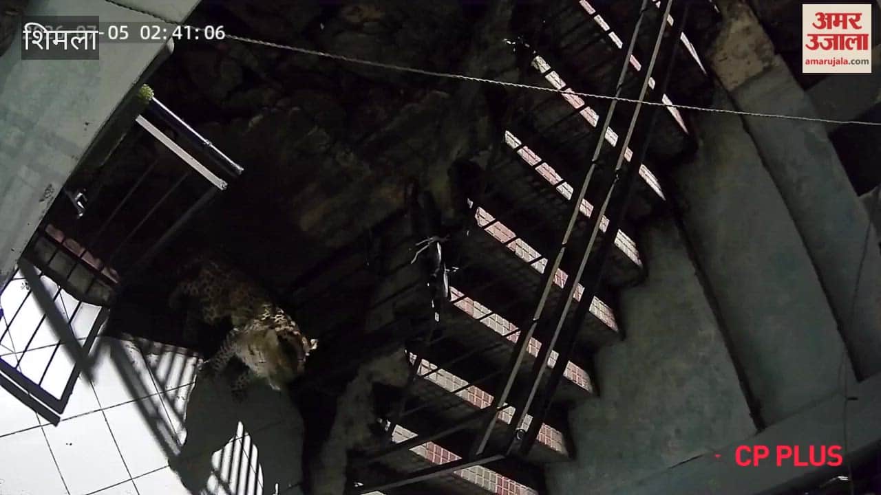 shimla totu leopard entered house cctv 2026