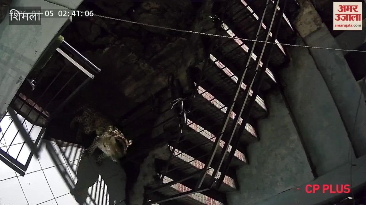 shimla totu leopard entered house cctv 2026