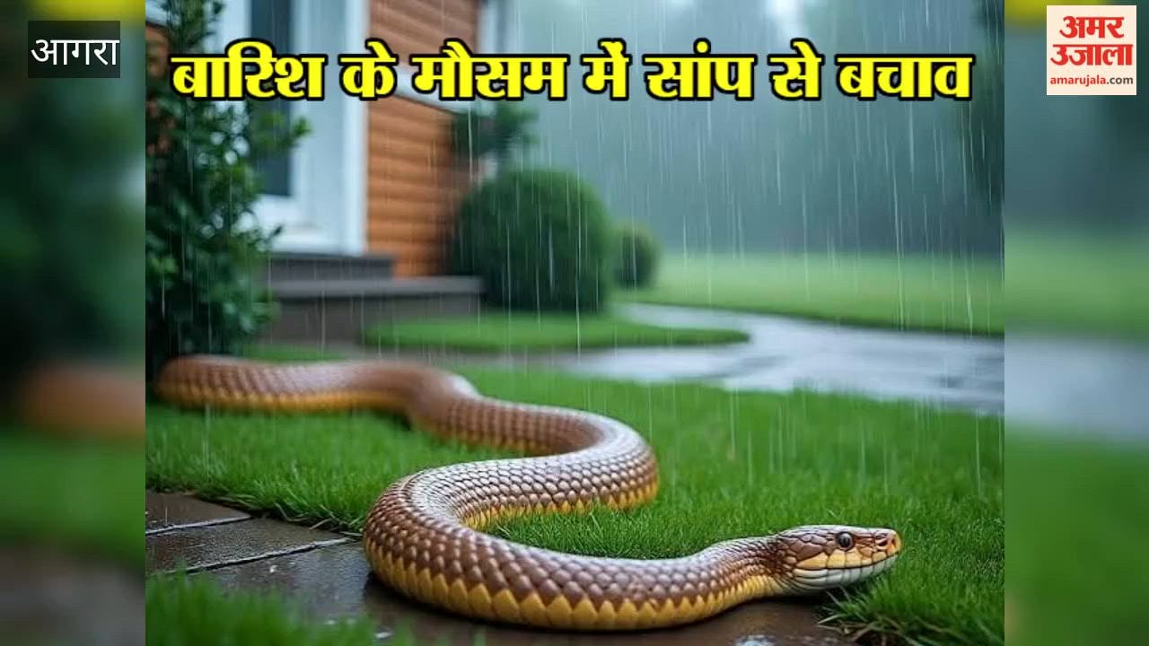 Snakebite Risk Rises During Monsoon; Doctors Warn Against Faith Healers After Woman's Death