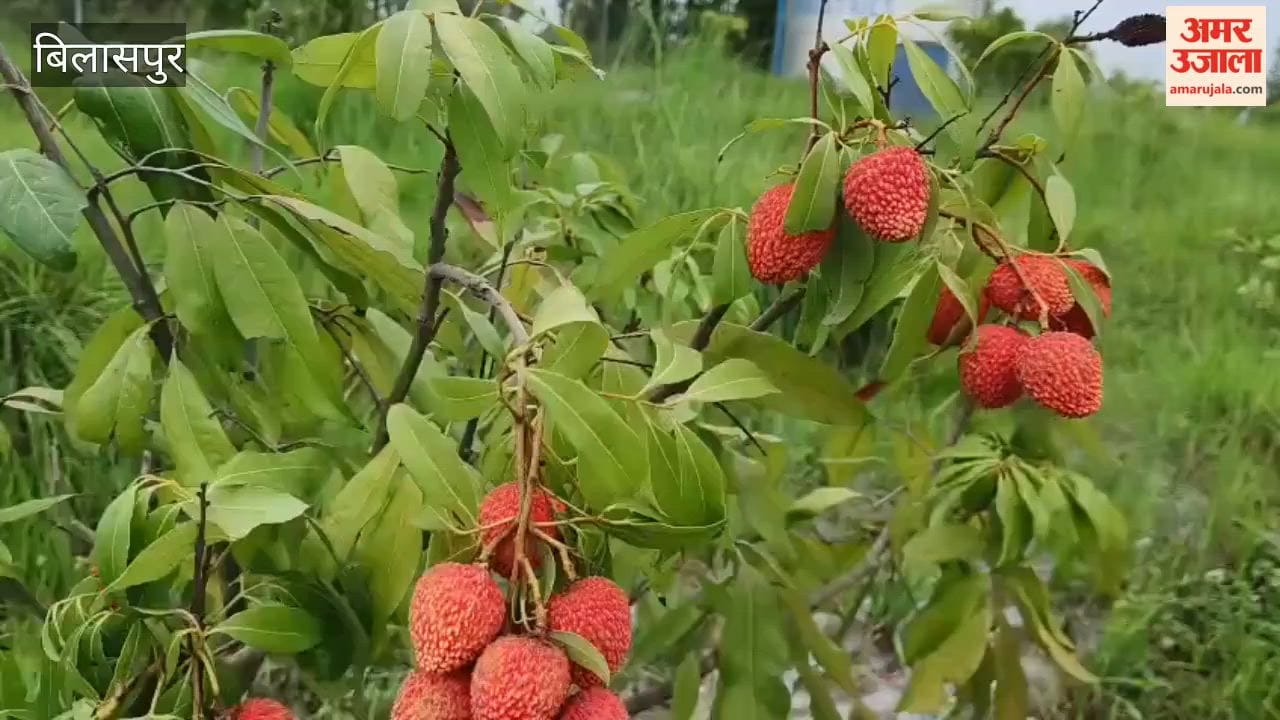 hp shiva project lanjhta litchi farming bilaspur 2026