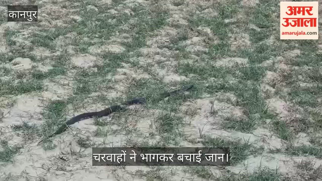 Fierce snakes battle in Kanpur villagers terrified witnessing fight between  cobra and python