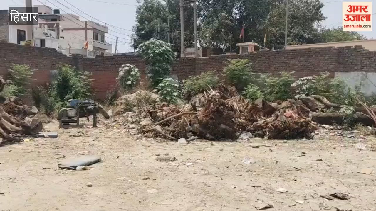 The CM's Flying Squad team visited the Hisar bus stand again and investigated the tree-felling incident.