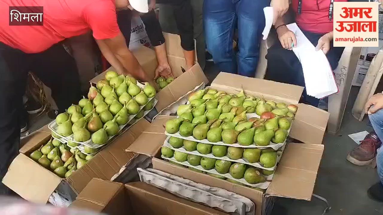 bhattakufar fruit market pear prices drop shimla july 2026